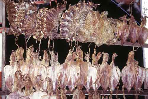 dried fish-AsiaPhotoStock