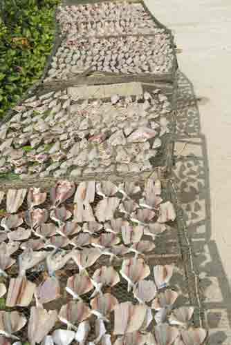 rows of dried fish-AsiaPhotoStock