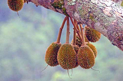 durians very small-AsiaPhotoStock