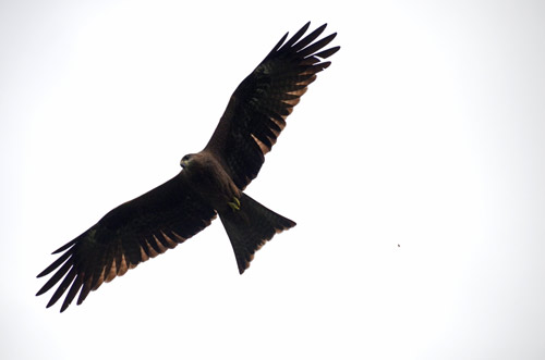 indian eagle-AsiaPhotoStock