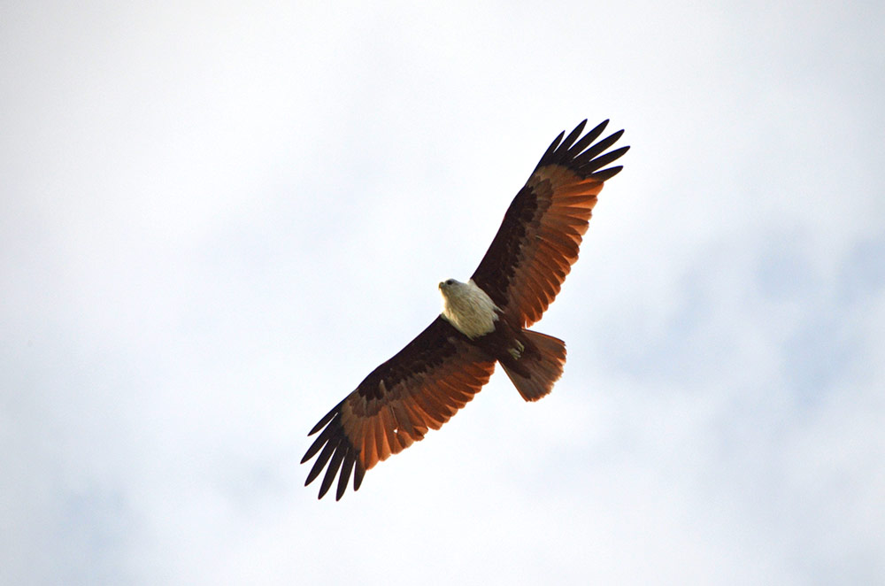 eagle selangor-AsiaPhotoStock