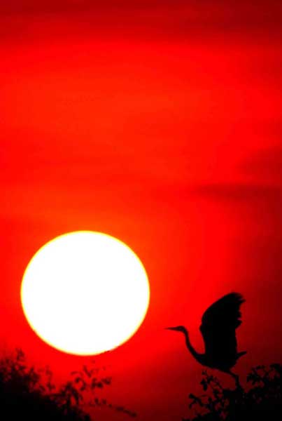 egret at sunset-AsiaPhotoStock