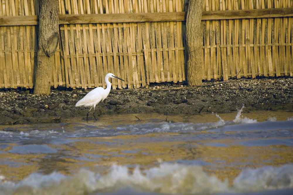 egret at inle-AsiaPhotoStock