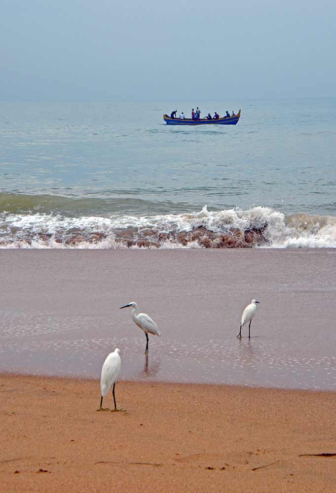 egrets on beach-AsiaPhotoStock