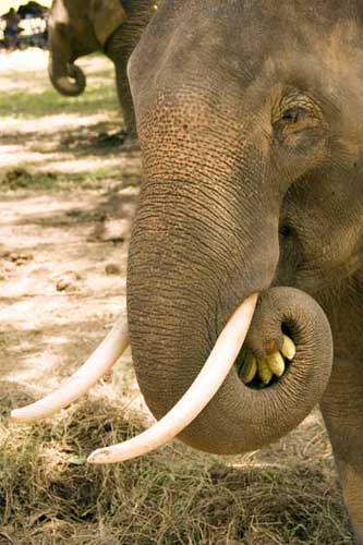 elephant eating bananas-AsiaPhotoStock