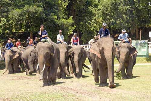 elephants parading-AsiaPhotoStock