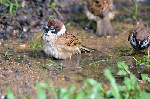 eurasian tree sparrow-AsiaPhotoStock