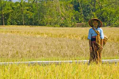 farmer lady rice field-AsiaPhotoStock