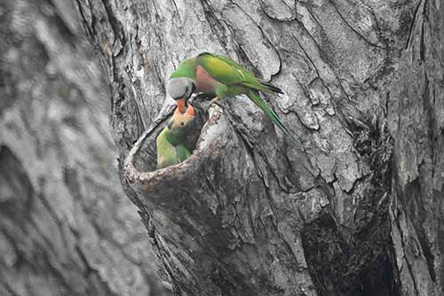 feeding baby parakeet-AsiaPhotoStock