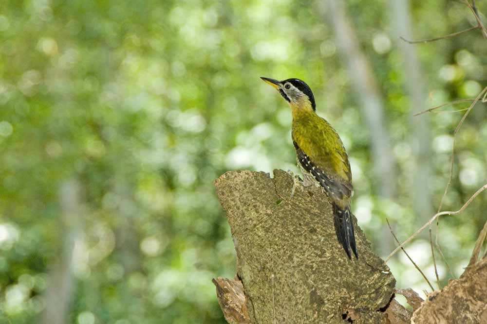 female laced woodpeckers-AsiaPhotoStock