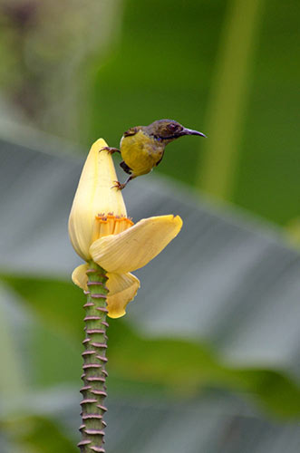 female plain sunbird-AsiaPhotoStock