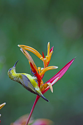 female sunbird singapore-AsiaPhotoStock