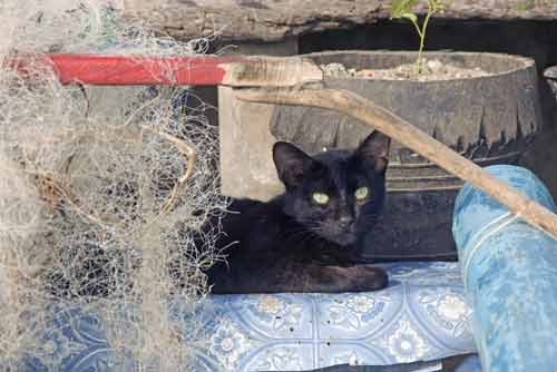 cat and fish nets-AsiaPhotoStock
