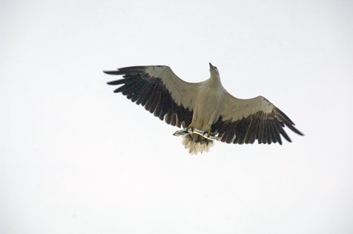 eagle catches fish-AsiaPhotoStock
