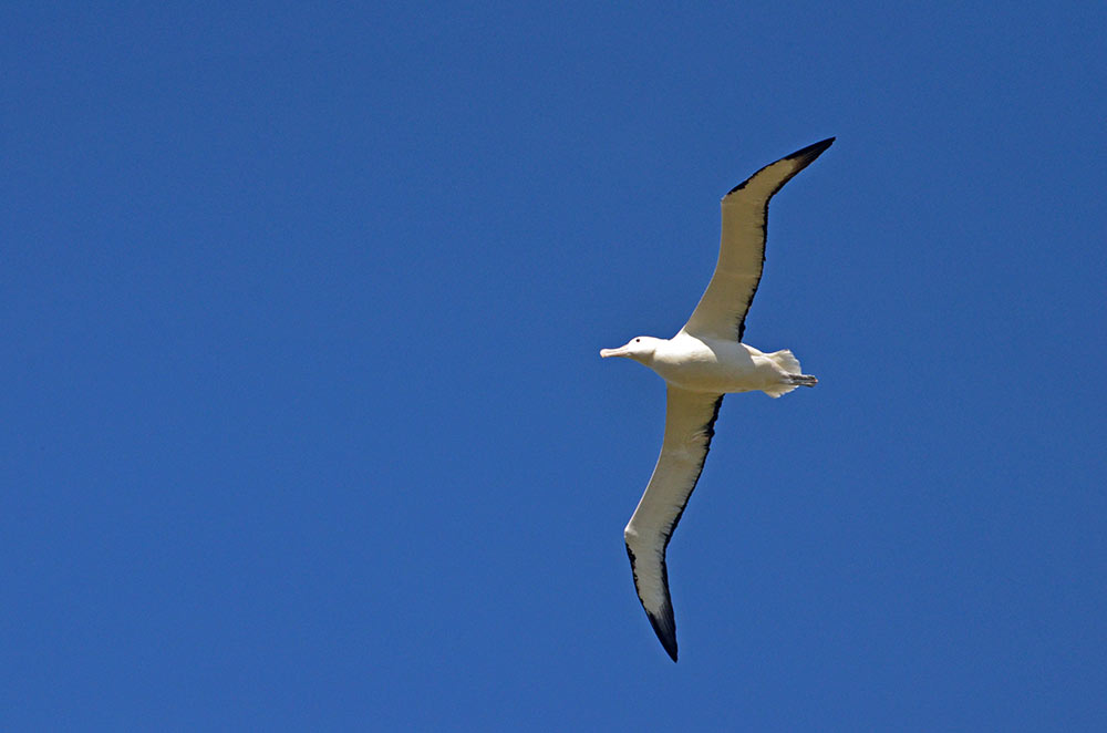 flying royal albatross-AsiaPhotoStock