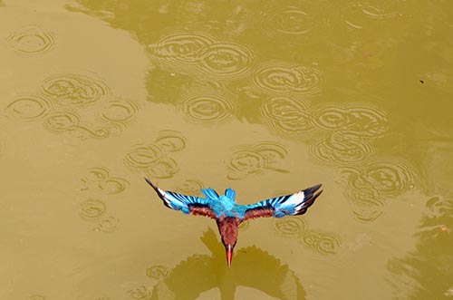 flying kingfisher below-AsiaPhotoStock