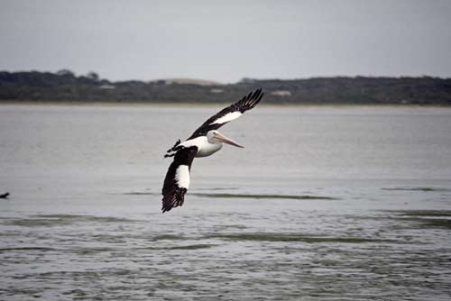 flying pelican-AsiaPhotoStock