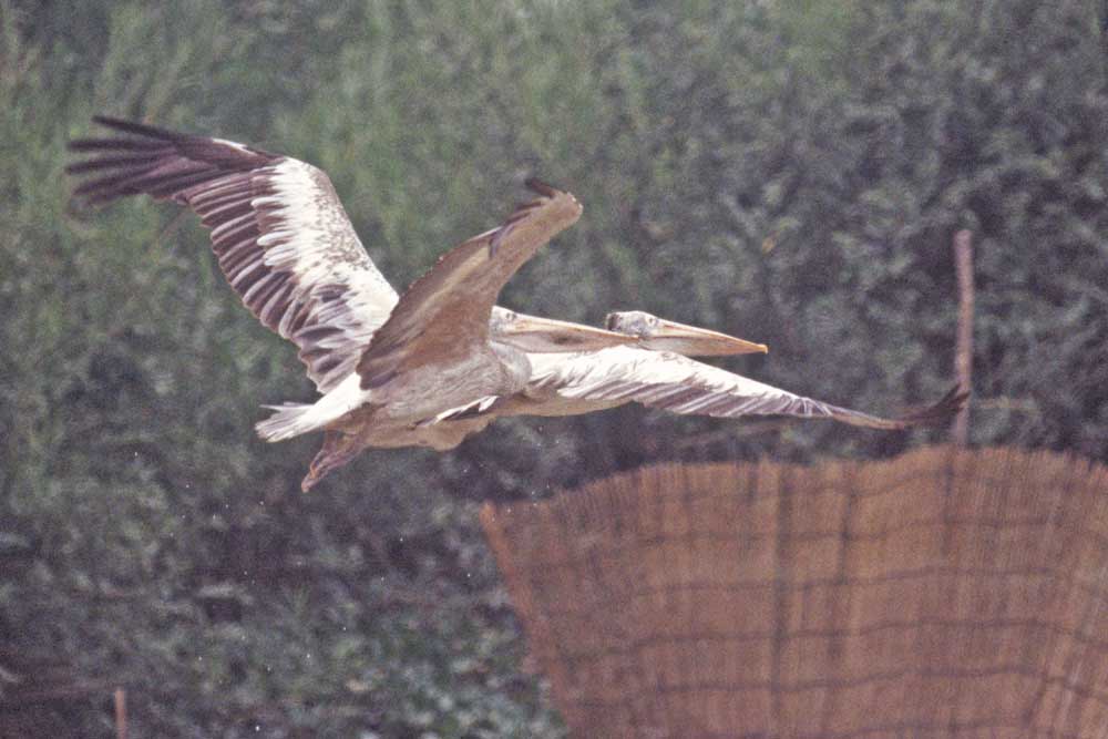 flying spot billed pelicans-AsiaPhotoStock