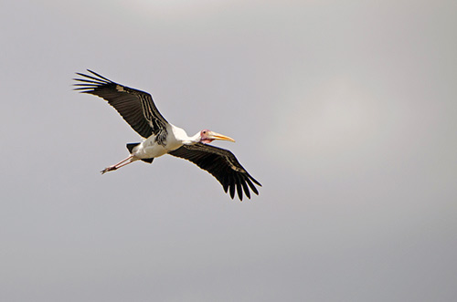 flying stork-AsiaPhotoStock