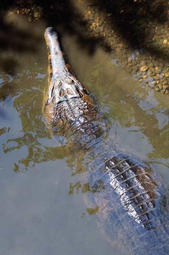 false gavial crocodile-AsiaPhotoStock
