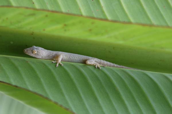 gecko on leaf-AsiaPhotoStock