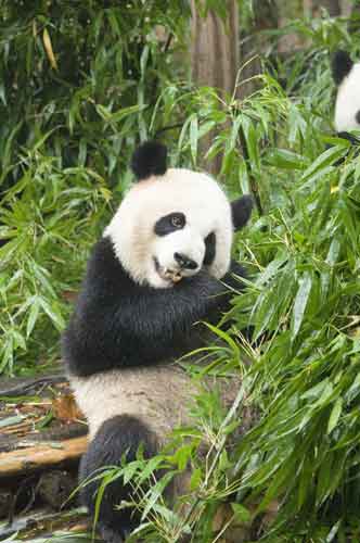 giant panda bear-AsiaPhotoStock