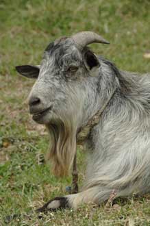 philippines goat-AsiaPhotoStock