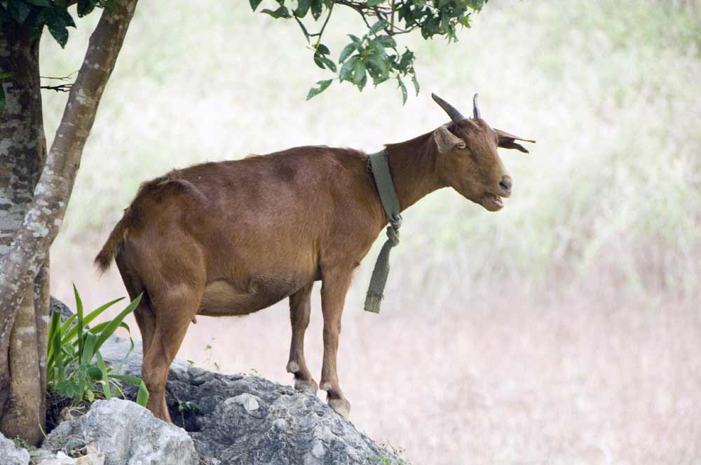 goat-AsiaPhotoStock