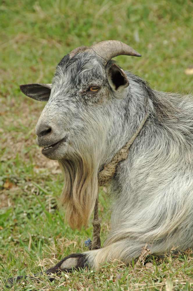 philippines goat-AsiaPhotoStock
