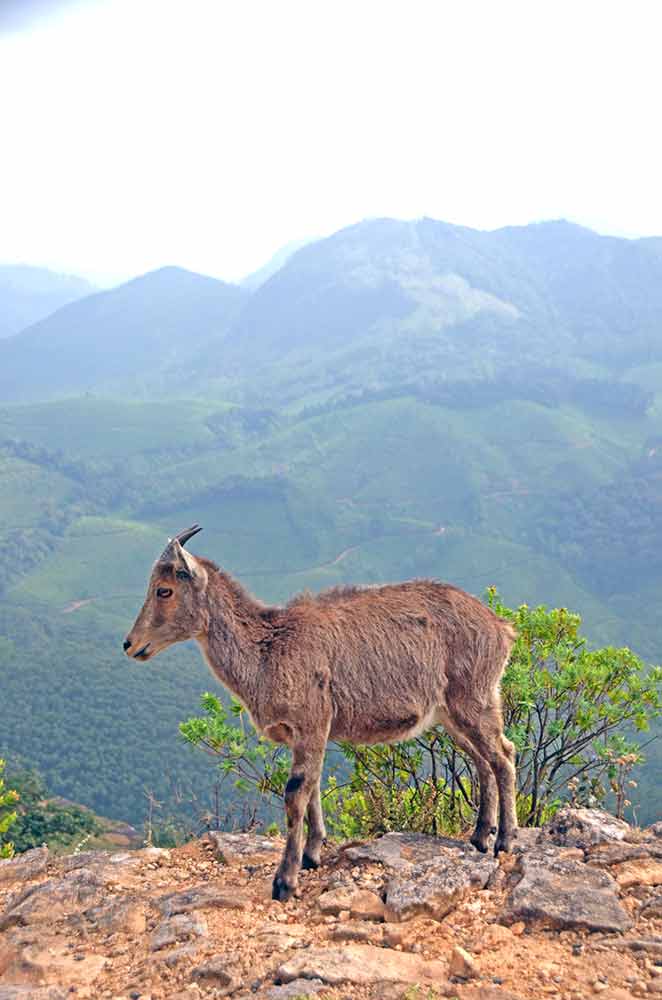 goat mountain-AsiaPhotoStock