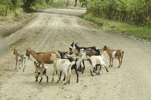 goats on the road-AsiaPhotoStock