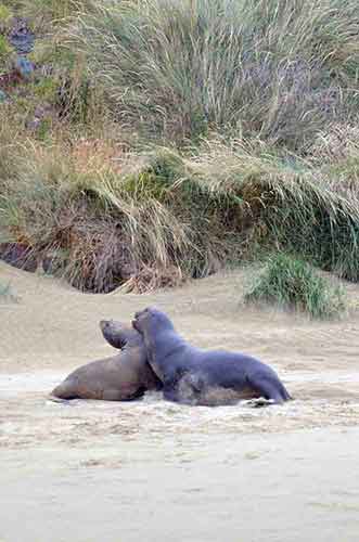 sea lions by grass-AsiaPhotoStock