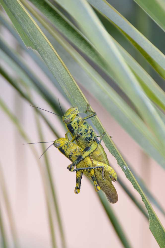 two mating grasshopper-AsiaPhotoStock