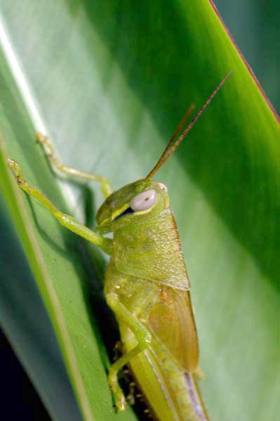 grasshopper-AsiaPhotoStock