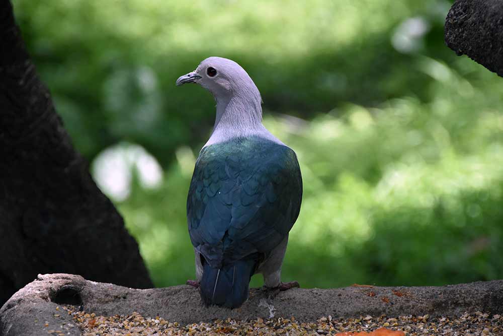 green pigeon kl-AsiaPhotoStock