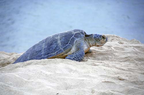 green turtle talang-AsiaPhotoStock