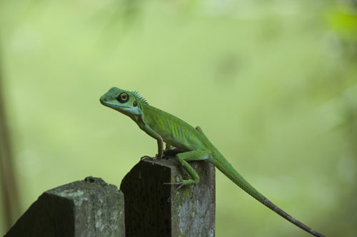 green crested lizards-AsiaPhotoStock