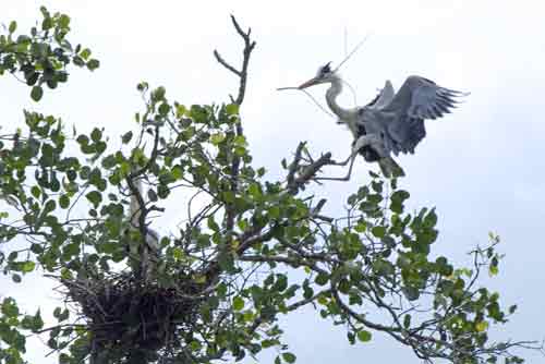 grey heron nesting-AsiaPhotoStock