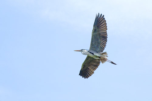 grey heron underwings-AsiaPhotoStock