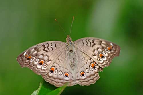 grey pansy butterfly-AsiaPhotoStock