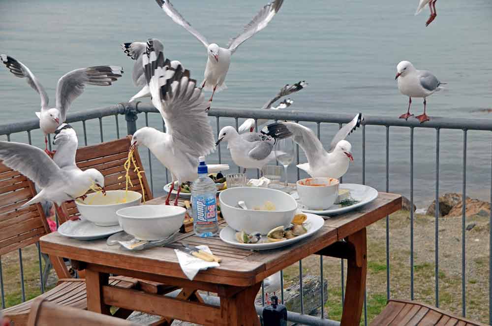 gulls dinner-AsiaPhotoStock