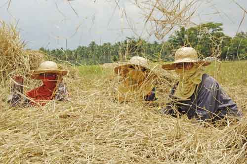 rice harvesting-AsiaPhotoStock