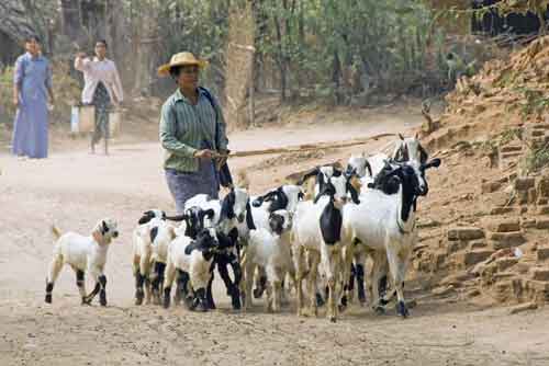herd of goats-AsiaPhotoStock