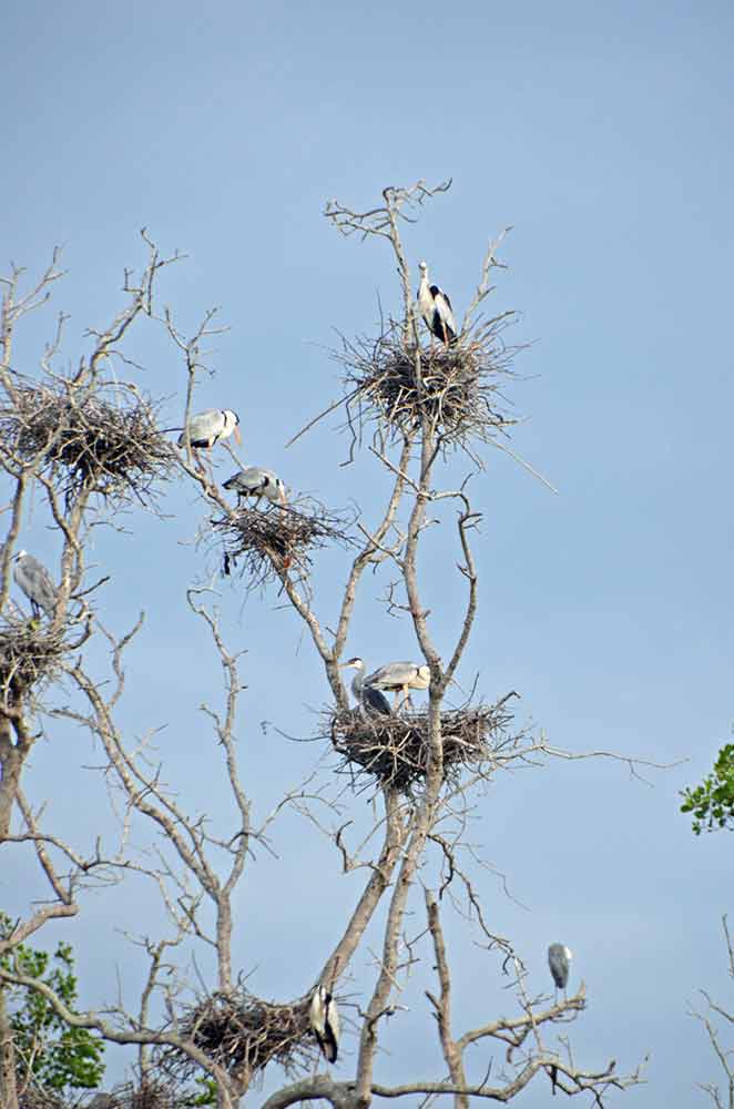 heron nests selangor-AsiaPhotoStock