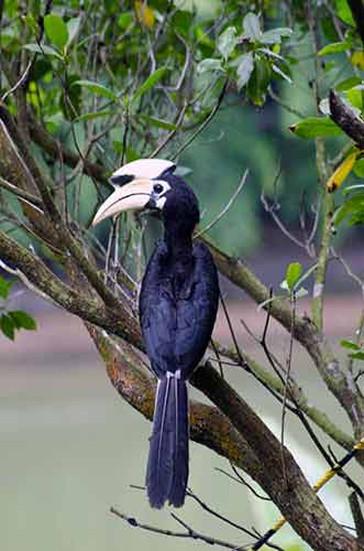 hornbill singapore-AsiaPhotoStock