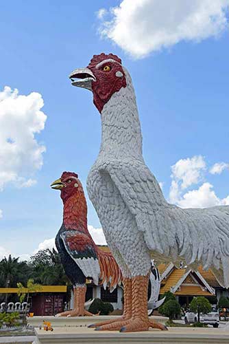 huge chickens-AsiaPhotoStock