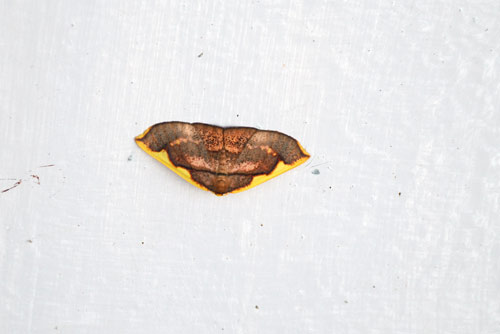 indian moth-AsiaPhotoStock