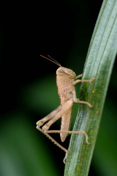 brown grasshopper-AsiaPhotoStock