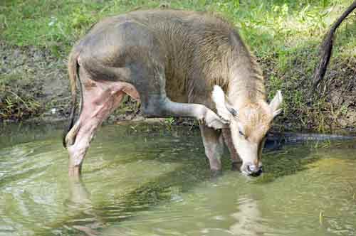 water buffalo calf itch-AsiaPhotoStock