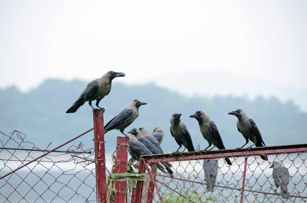 house crows guwahati-AsiaPhotoStock